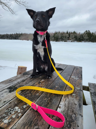 1" or 3/4" Collar/Leash Biothane Set in Single Colour or 2 Tone Leash (Choice of 3/4" or 1" Leash)