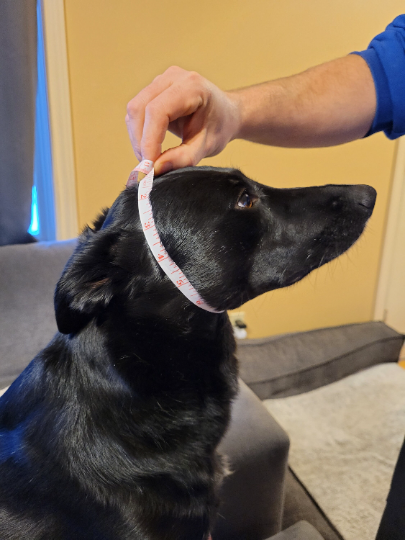 3/4" or 1" Wide Biothane Slip Collar, Biothane Slip Training Collar, Anti Pull Collar, Vegan Slip Collar, Biothane Waterproof Slip Release Collar