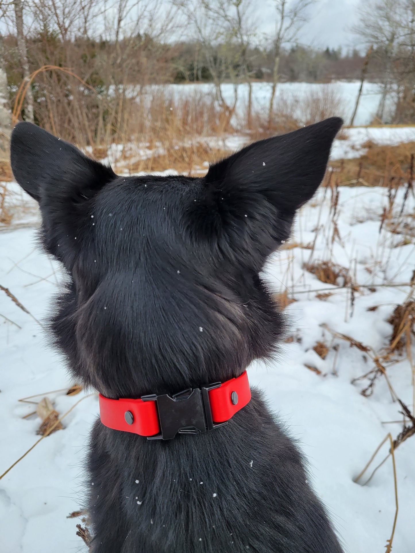 Quick Release Adjustable Biothane Dog Collar, Adjustable Side Release Biothane Dog Collar, Waterproof Dog Collar, Vegan Leather Dog Collar